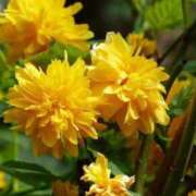 ヒメ日記 2026/03/28 07:15 投稿 三原 さゆり ベストマダム