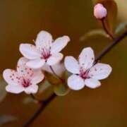 ヒメ日記 2026/03/29 07:15 投稿 三原 さゆり ベストマダム