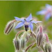 ヒメ日記 2026/03/31 07:15 投稿 三原 さゆり ベストマダム