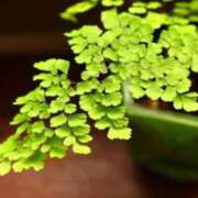 ヒメ日記 2026/04/03 07:15 投稿 三原 さゆり ベストマダム