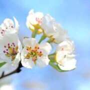 ヒメ日記 2026/04/08 07:15 投稿 三原 さゆり ベストマダム