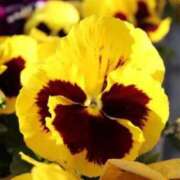 ヒメ日記 2026/04/10 07:15 投稿 三原 さゆり ベストマダム