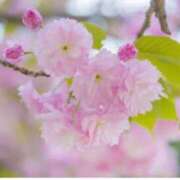 ヒメ日記 2026/04/11 07:15 投稿 三原 さゆり ベストマダム