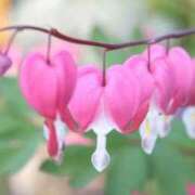 ヒメ日記 2026/04/12 07:15 投稿 三原 さゆり ベストマダム