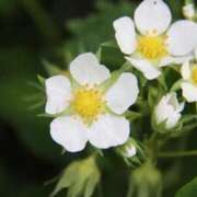 ヒメ日記 2026/04/13 07:15 投稿 三原 さゆり ベストマダム