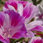 ヒメ日記 2026/04/15 07:15 投稿 三原 さゆり ベストマダム