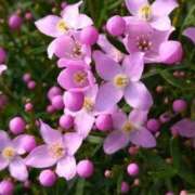 ヒメ日記 2026/05/13 07:15 投稿 三原 さゆり ベストマダム