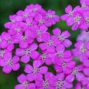ヒメ日記 2026/07/12 07:15 投稿 三原 さゆり ベストマダム