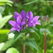 ヒメ日記 2026/08/20 07:15 投稿 三原 さゆり ベストマダム