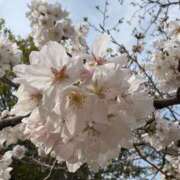 ヒメ日記 2025/04/08 13:29 投稿 もねな☆超可愛い美少女ぱいぱん潮 PREMIUM萌え可愛いチョコレート～全てのステージで感動の体験を～