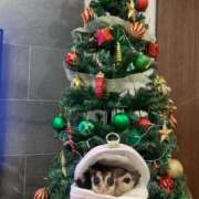 ヒメ日記 2025/12/23 09:21 投稿 ちな 即アポ奥さん〜名古屋店〜