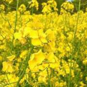 ヒメ日記 2025/05/08 18:31 投稿 まどか 湯房 湯島御殿