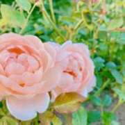 ヒメ日記 2025/10/28 08:26 投稿 まどか 湯房 湯島御殿