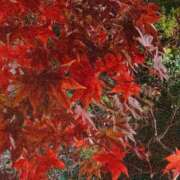 ヒメ日記 2025/11/10 16:39 投稿 まどか 湯房 湯島御殿