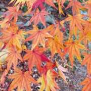 ヒメ日記 2025/11/17 17:11 投稿 まどか 湯房 湯島御殿