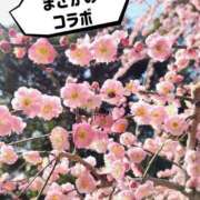 ヒメ日記 2025/03/14 11:56 投稿 花咲ななみ ZERO-i