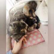 ヒメ日記 2025/03/15 08:46 投稿 花咲ななみ ZERO-i