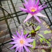 ヒメ日記 2025/03/16 08:36 投稿 花咲ななみ ZERO-i