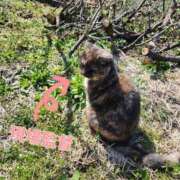 ヒメ日記 2025/03/18 20:57 投稿 花咲ななみ ZERO-i