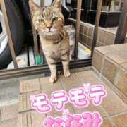 ヒメ日記 2025/03/27 19:26 投稿 花咲ななみ ZERO-i