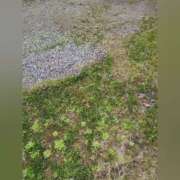 ヒメ日記 2025/04/02 12:58 投稿 花咲ななみ ZERO-i