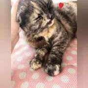 ヒメ日記 2025/04/15 11:26 投稿 花咲ななみ ZERO-i