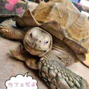 ヒメ日記 2025/04/18 16:06 投稿 花咲ななみ ZERO-i