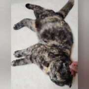 ヒメ日記 2025/04/29 00:57 投稿 花咲ななみ ZERO-i