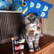 ヒメ日記 2025/05/05 08:26 投稿 花咲ななみ ZERO-i