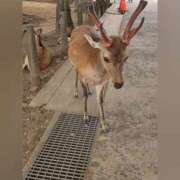 ヒメ日記 2025/05/25 08:16 投稿 花咲ななみ ZERO-i