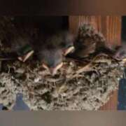 ヒメ日記 2025/06/18 22:56 投稿 花咲ななみ ZERO-i