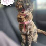 ヒメ日記 2025/06/25 20:46 投稿 花咲ななみ ZERO-i