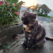 ヒメ日記 2025/09/02 20:36 投稿 花咲ななみ ZERO-i