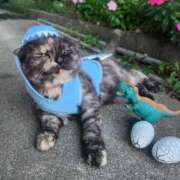 ヒメ日記 2025/09/12 12:56 投稿 花咲ななみ ZERO-i