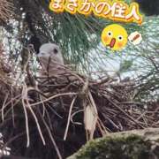 ヒメ日記 2025/10/15 13:26 投稿 花咲ななみ ZERO-i