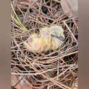 ヒメ日記 2025/10/15 14:16 投稿 花咲ななみ ZERO-i