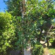 ヒメ日記 2025/10/16 12:56 投稿 花咲ななみ ZERO-i