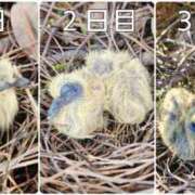 ヒメ日記 2025/10/17 12:16 投稿 花咲ななみ ZERO-i