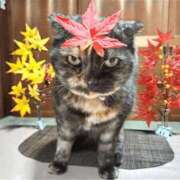 ヒメ日記 2025/11/09 01:26 投稿 花咲ななみ ZERO-i