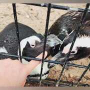 ヒメ日記 2025/11/11 22:06 投稿 花咲ななみ ZERO-i