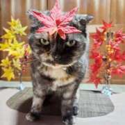 ヒメ日記 2025/11/12 00:36 投稿 花咲ななみ ZERO-i