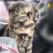 ヒメ日記 2025/11/13 01:16 投稿 花咲ななみ ZERO-i