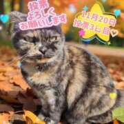 ヒメ日記 2025/11/20 00:26 投稿 花咲ななみ ZERO-i