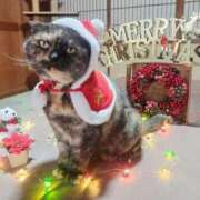 ヒメ日記 2025/12/25 12:26 投稿 花咲ななみ ZERO-i