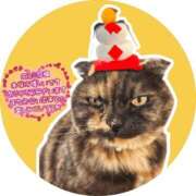 ヒメ日記 2025/12/31 16:26 投稿 花咲ななみ ZERO-i