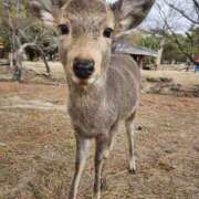 ヒメ日記 2026/01/14 13:16 投稿 花咲ななみ ZERO-i