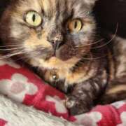 ヒメ日記 2026/01/31 09:56 投稿 花咲ななみ ZERO-i