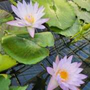 ヒメ日記 2026/02/20 01:16 投稿 花咲ななみ ZERO-i