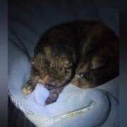 ヒメ日記 2026/02/26 01:16 投稿 花咲ななみ ZERO-i