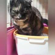 ヒメ日記 2026/03/17 18:02 投稿 花咲ななみ ZERO-i